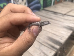 Sceloporus hondurensis