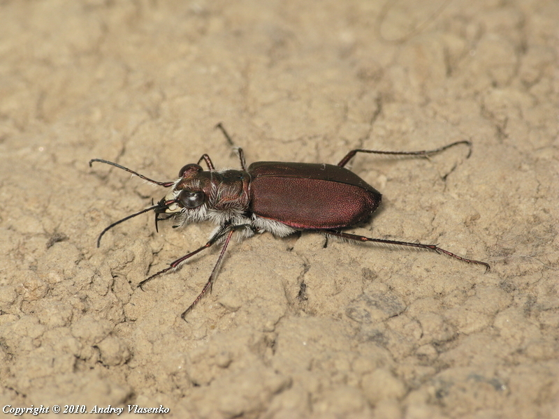 Calomera concolor