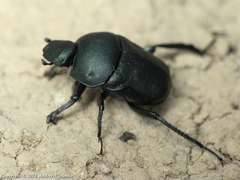 Gymnopleurus geoffroyi