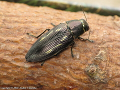 Buprestis dalmatina