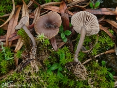 Clitocybe barbularum