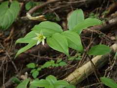 Disporum smilacinum