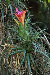 Aechmea recurvata