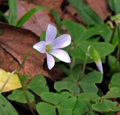 Oxalis triangularis