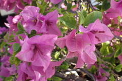 Bougainvillea