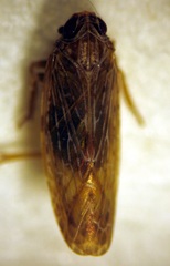 Agandecca annectens