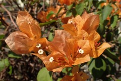 Bougainvillea