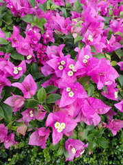 Bougainvillea