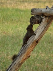 Callosciurus erythraeus