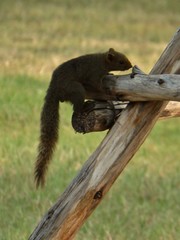 Callosciurus erythraeus