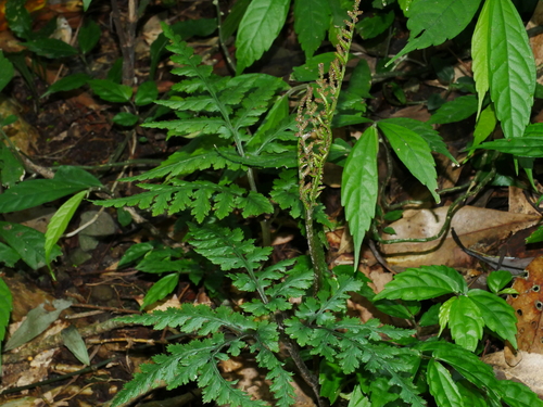 Image of Formosa Grapefern (Sceptridium formosanum) by (c) Jacy Chen, some rights reserved (CC BY)