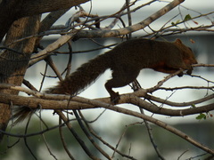 Callosciurus erythraeus