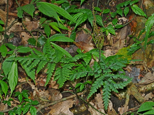 Formosa grapefern (Sceptridium formosanum)