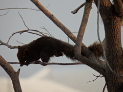 Callosciurus erythraeus