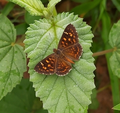 Aricoris propitia