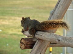 Callosciurus erythraeus
