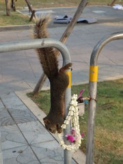 Callosciurus erythraeus