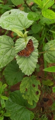 Aricoris propitia