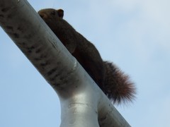 Callosciurus erythraeus