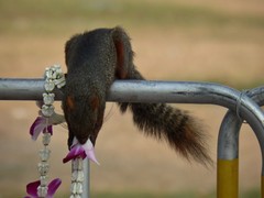 Callosciurus erythraeus