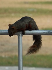 Callosciurus erythraeus