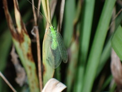 Leucochrysa floridana