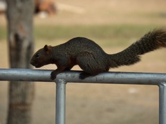 Callosciurus erythraeus