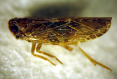 Agandecca annectens