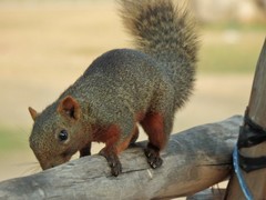 Callosciurus erythraeus