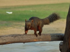 Callosciurus erythraeus
