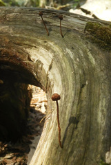 Crinipellis campanella