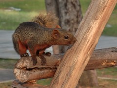 Callosciurus erythraeus