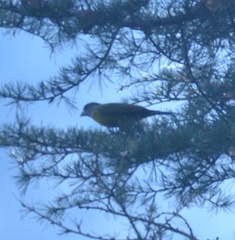 Mycerobas affinis