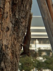 Callosciurus erythraeus