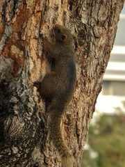 Callosciurus erythraeus