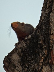 Callosciurus erythraeus