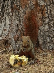 Callosciurus erythraeus