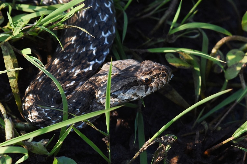 Coastal House Snake from Departamento de Cerro Largo, Uruguay on