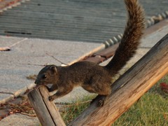 Callosciurus erythraeus