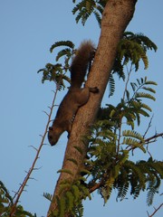 Callosciurus erythraeus