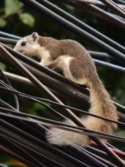 Callosciurus finlaysonii