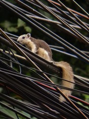 Callosciurus finlaysonii