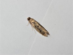 Niditinea fuscella