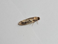 Niditinea fuscella