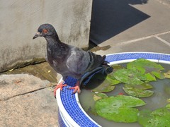 Columba livia domestica