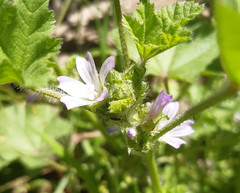 Malva multiflora