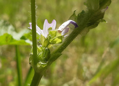 Malva multiflora