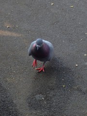 Columba livia domestica