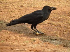 Corvus macrorhynchos levaillantii