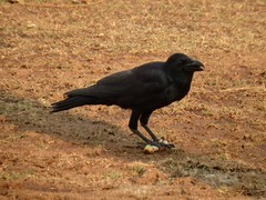 Corvus macrorhynchos levaillantii